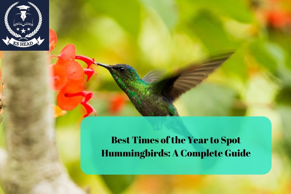 Best Times of the Year to Spot Hummingbirds: A Complete Guide