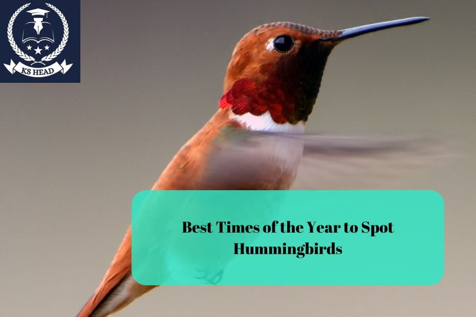 Best Times of the Year to Spot Hummingbirds