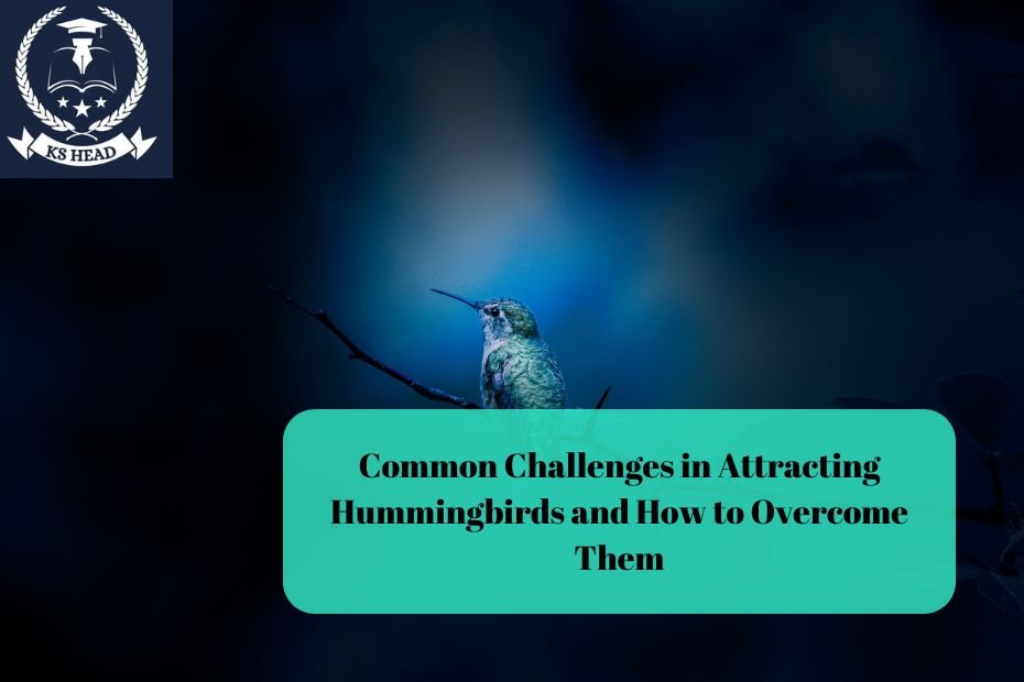 Common Challenges in Attracting Hummingbirds and How to Overcome Them