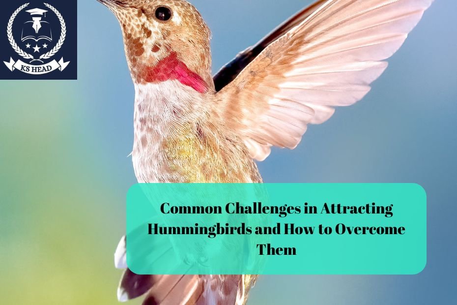 Common Challenges in Attracting Hummingbirds and How to Overcome Them