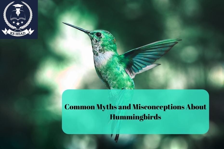 Common Myths and Misconceptions About Hummingbirds