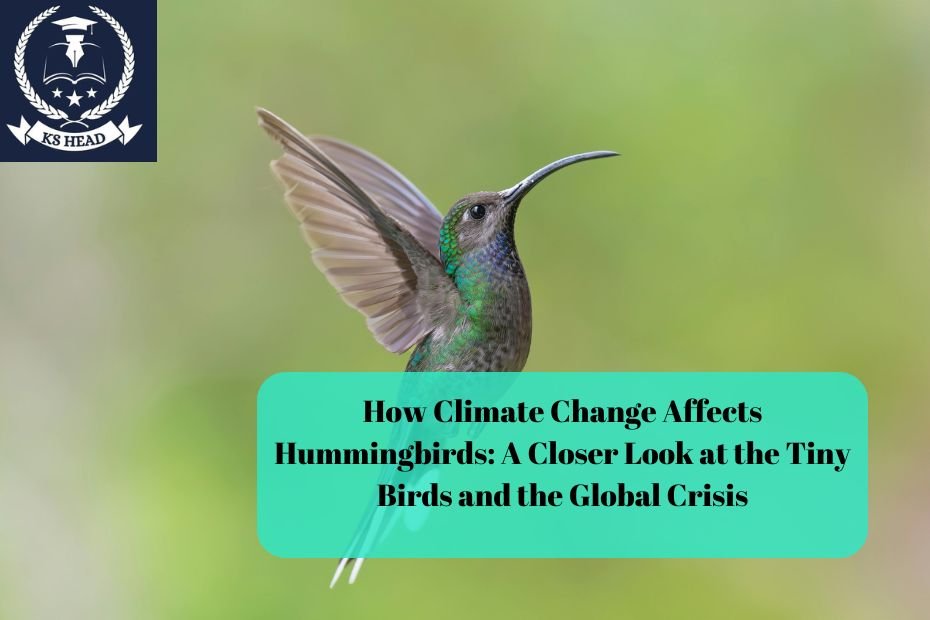 How Climate Change Affects Hummingbirds: A Closer Look at the Tiny Birds and the Global Crisis