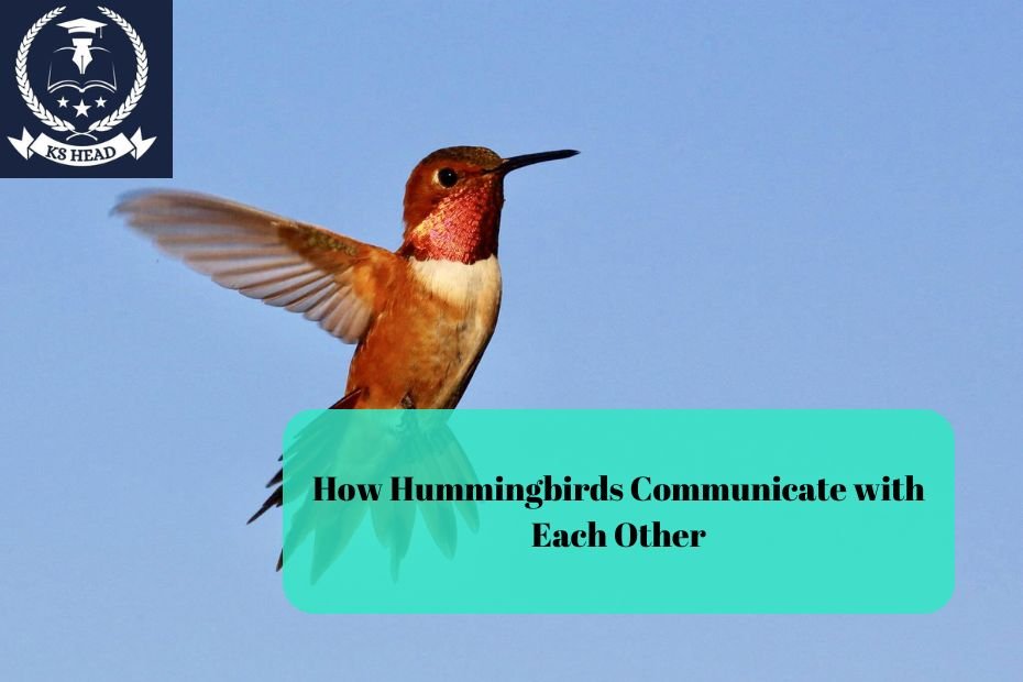 How Hummingbirds Communicate with Each Other