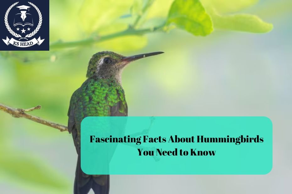 Fascinating Facts About Hummingbirds You Need to Know