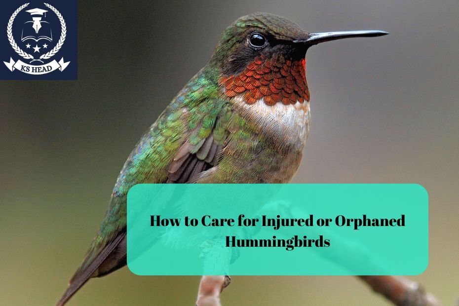 How to Care for Injured or Orphaned Hummingbirds