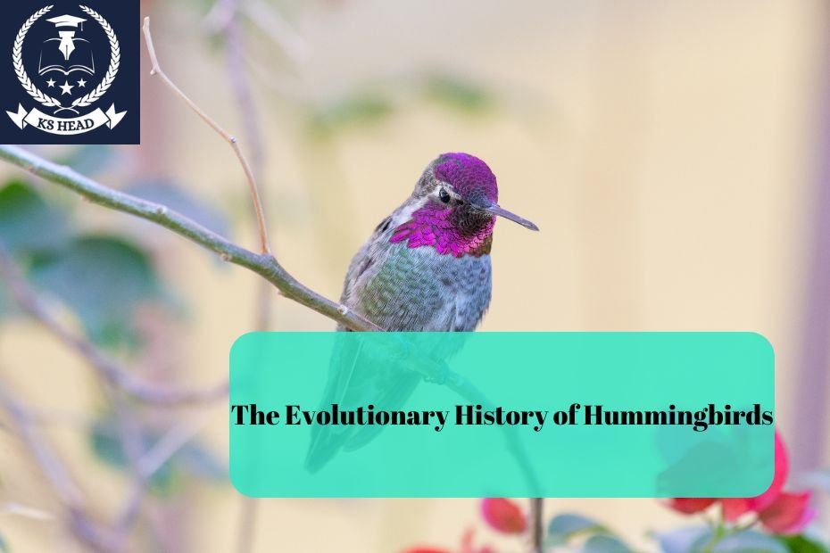 The Evolutionary History of Hummingbirds