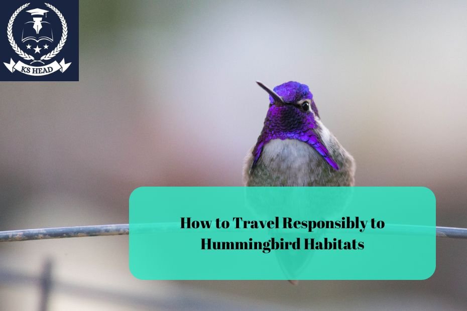 How to Travel Responsibly to Hummingbird Habitats