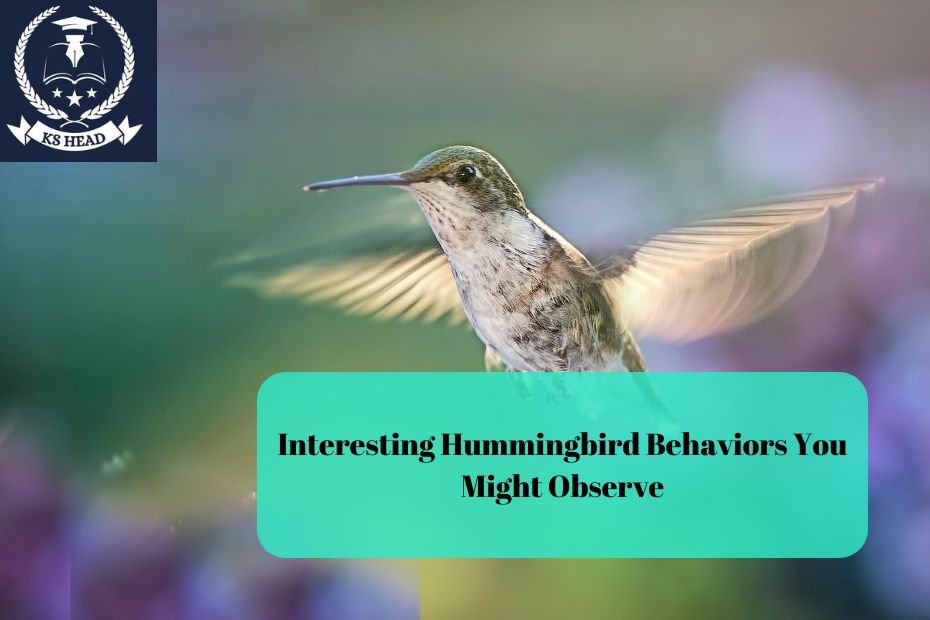 Interesting Hummingbird Behaviors You Might Observe