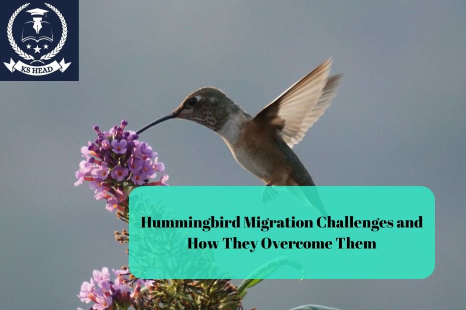 Hummingbird Migration Challenges and How They Overcome Them