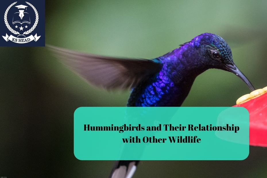 Hummingbirds and Their Relationship with Other Wildlife