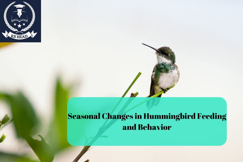 Seasonal Changes in Hummingbird Feeding and Behavior