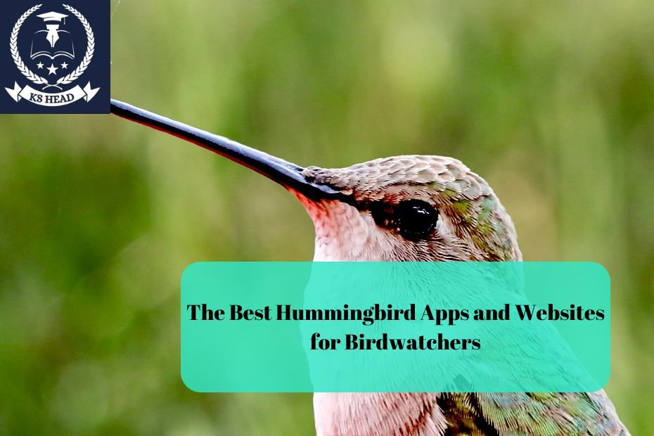 The Best Hummingbird Apps and Websites for Birdwatchers