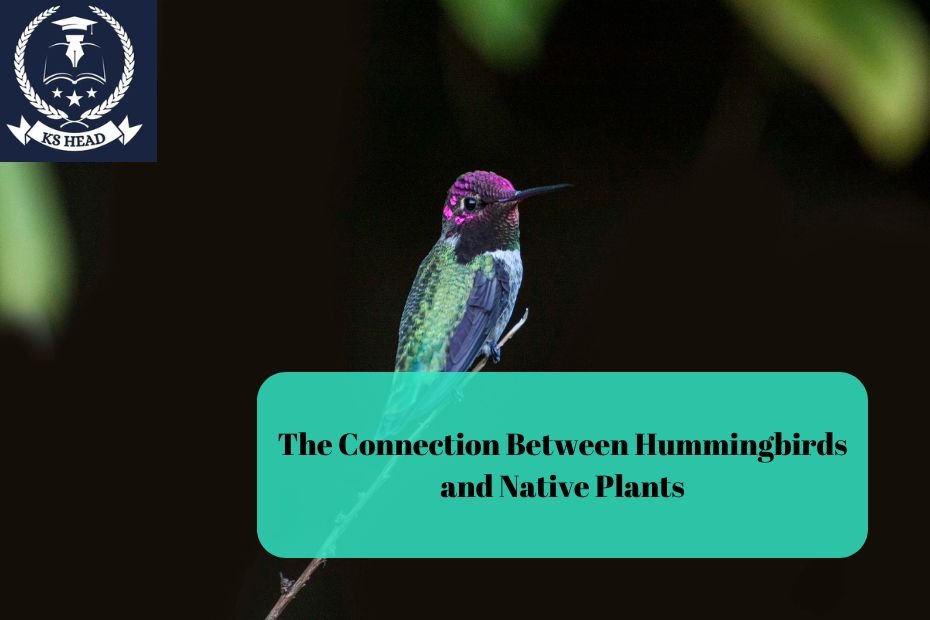 The Connection Between Hummingbirds and Native Plants