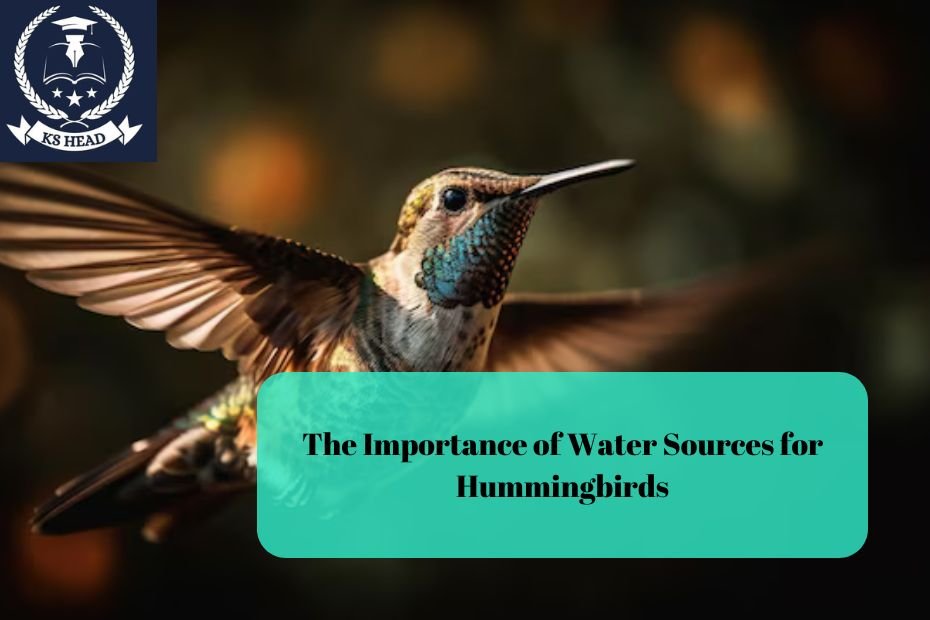 The Importance of Water Sources for Hummingbirds