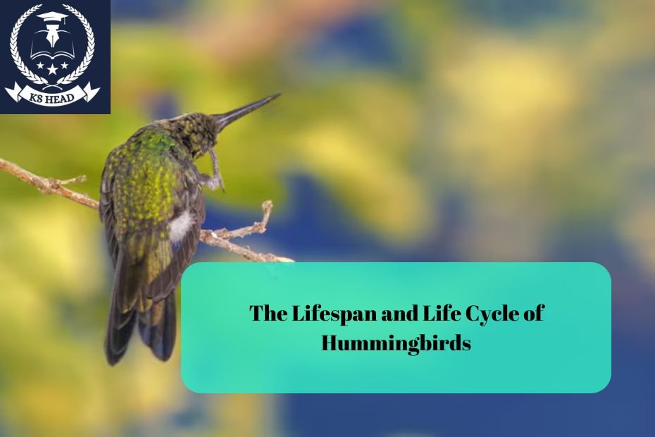 Identifying Hummingbird Species by Their Colors and Sounds