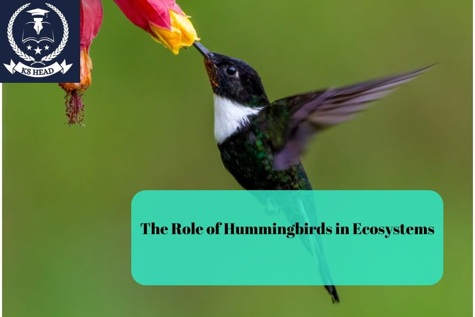 The Role of Hummingbirds in Ecosystems