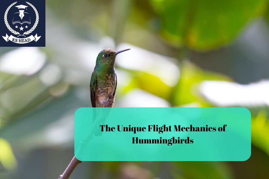 The Unique Flight Mechanics of Hummingbirds