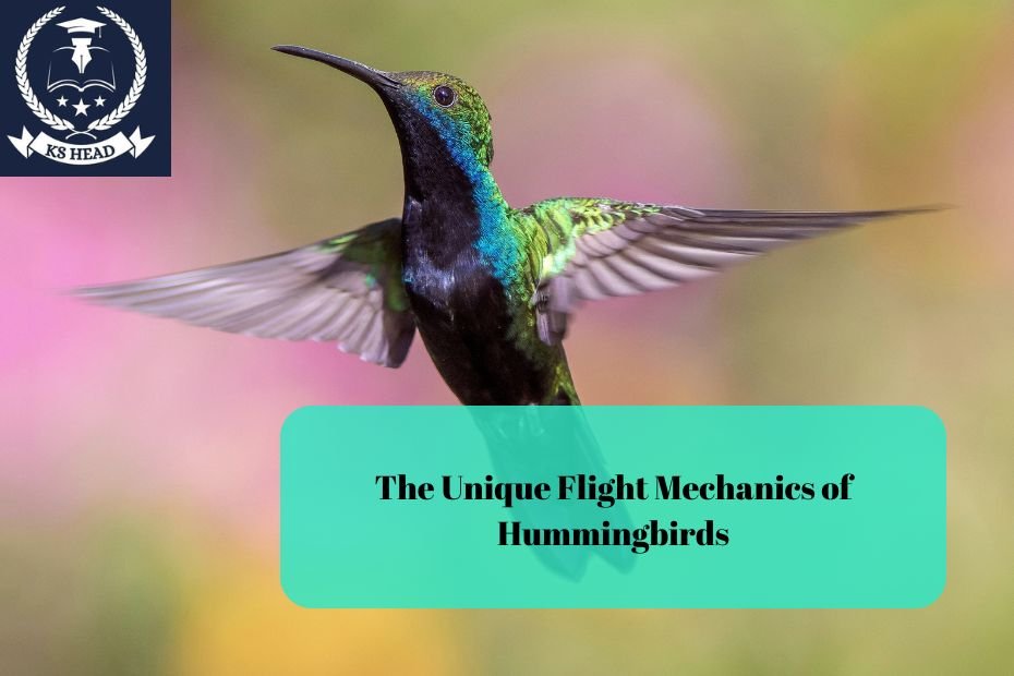 The Unique Flight Mechanics of Hummingbirds