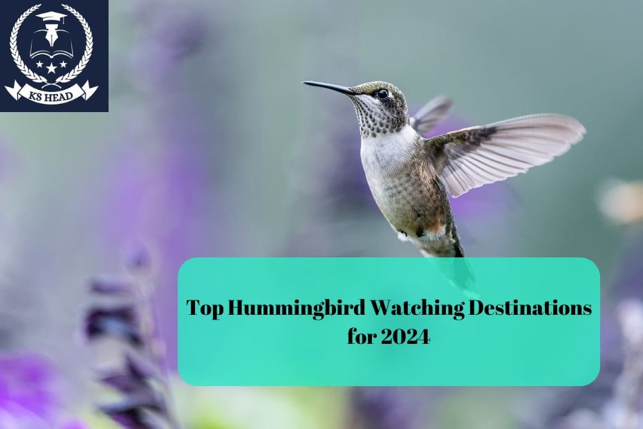 Top Hummingbird Watching Destinations for 2024