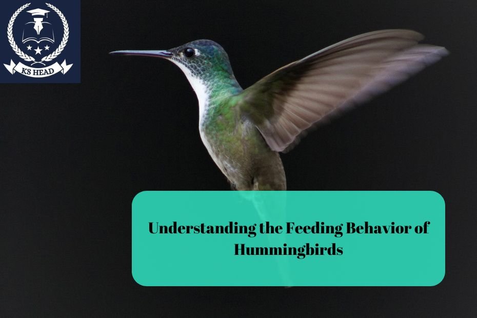 Understanding the Feeding Behavior of Hummingbirds